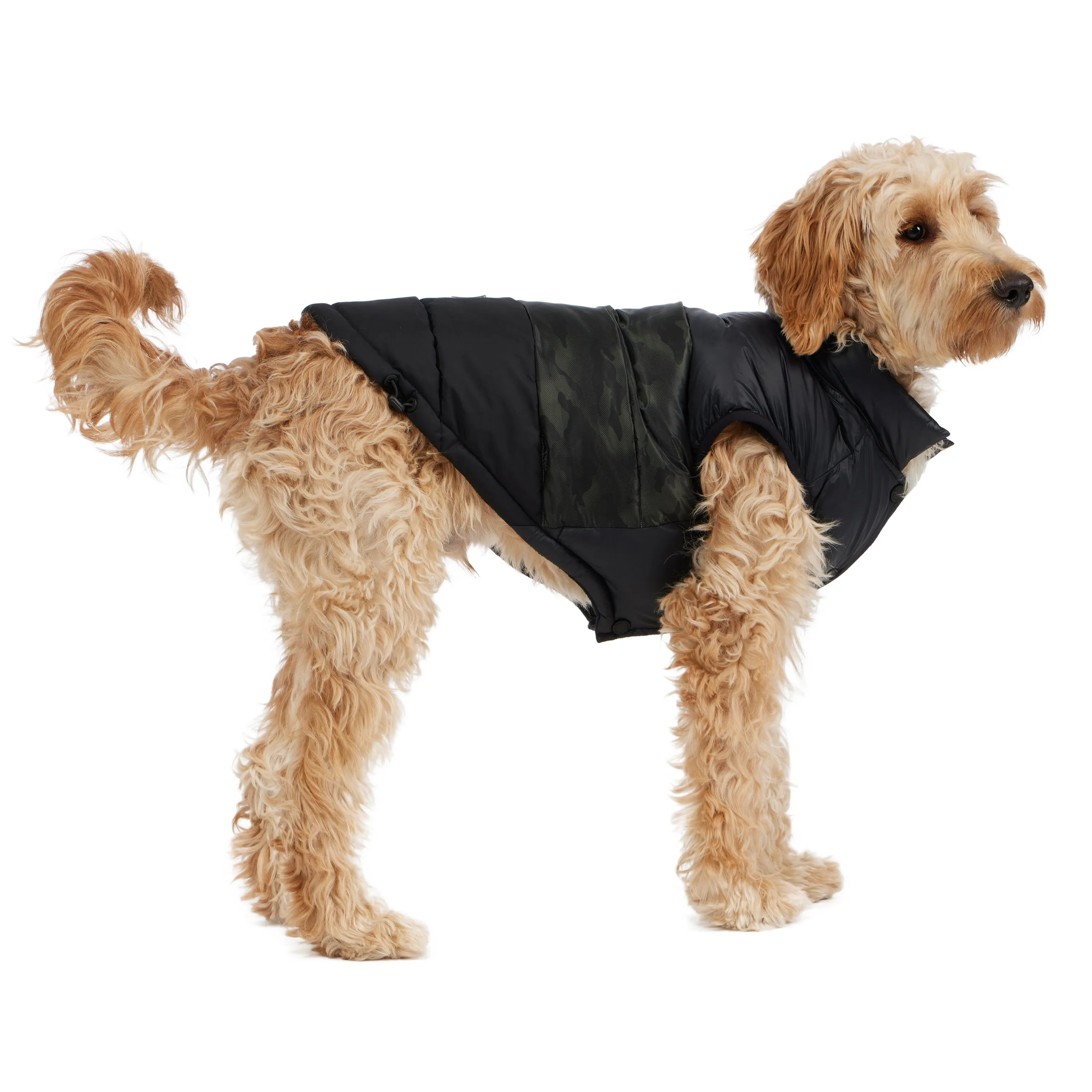 Alexis Jacket for Dogs